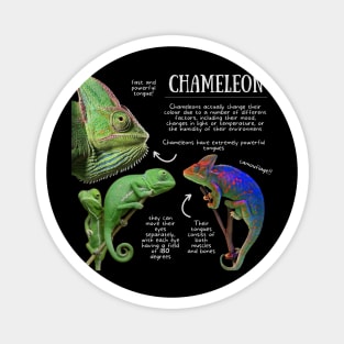 Animal Facts - Chameleon Magnet